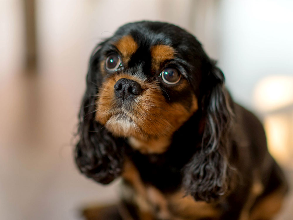 Cavalier King Charles Spaniel Dogs