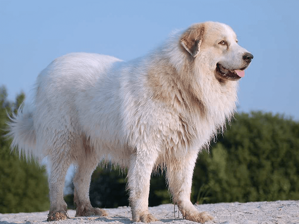 Pyrenean Mountain Dog