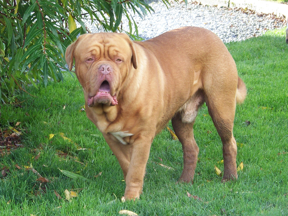 Dogue De Bordeaux Puppies