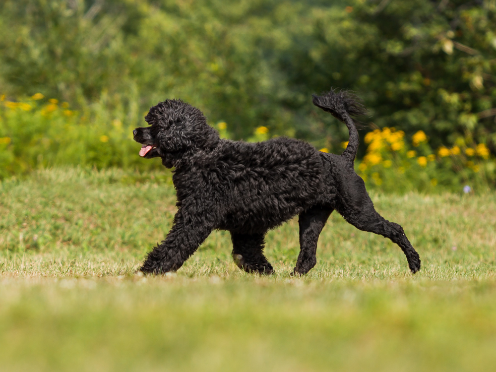 Portuguese Water Dog Puppy