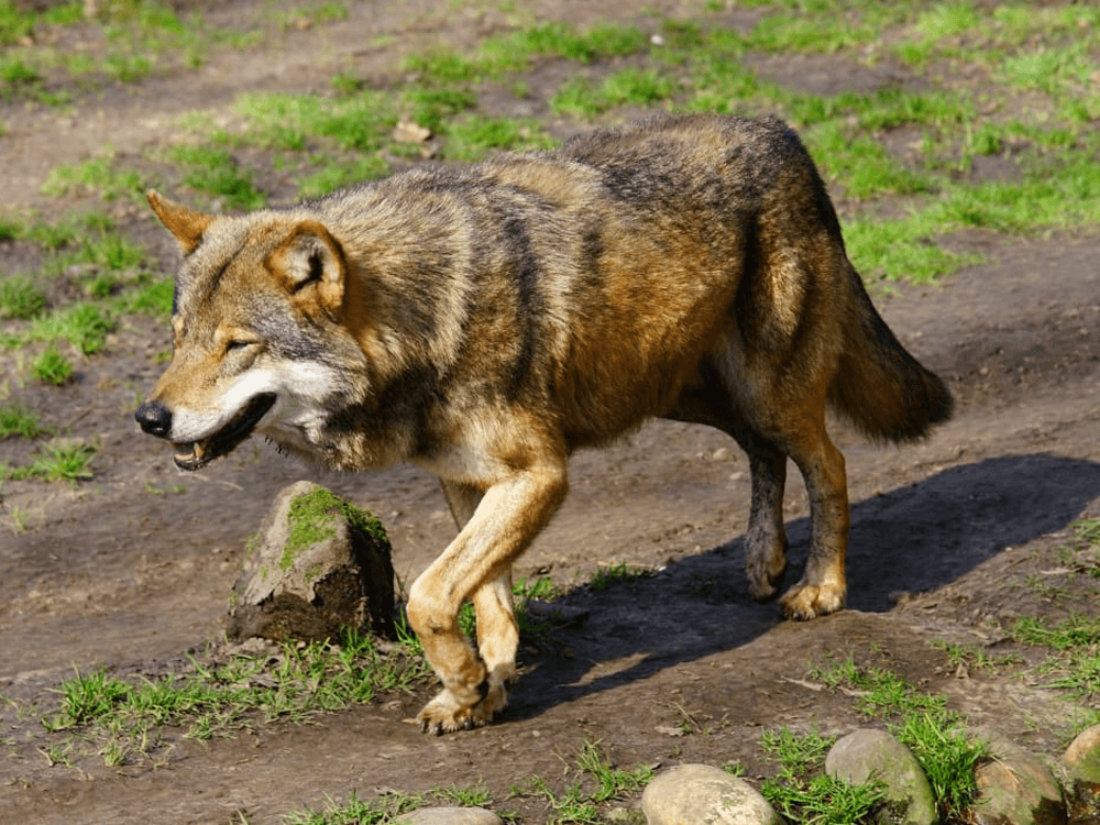 Saarloos Wolfdogs