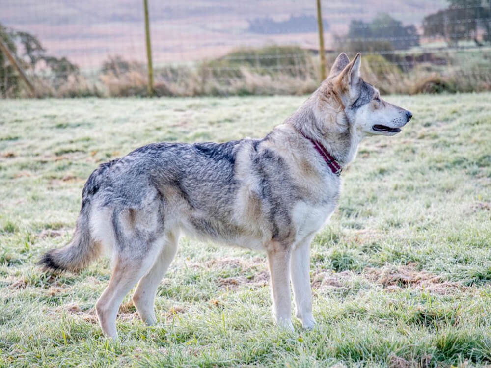 Saarloos Wolfdog Puppy