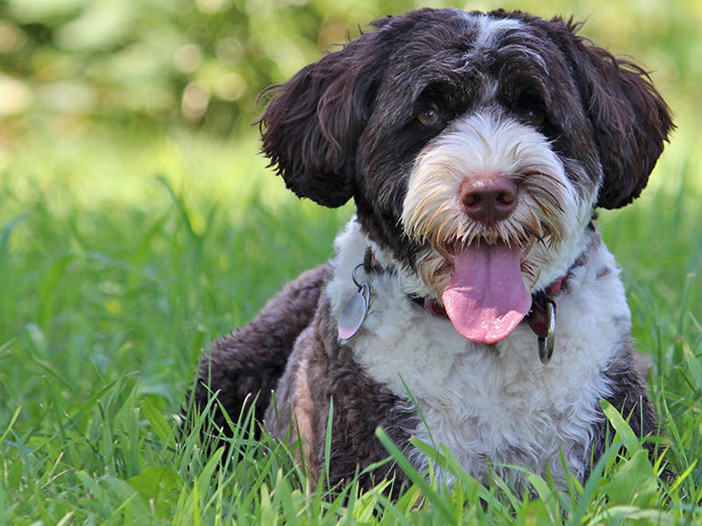 Portuguese Water Dogs in the UK