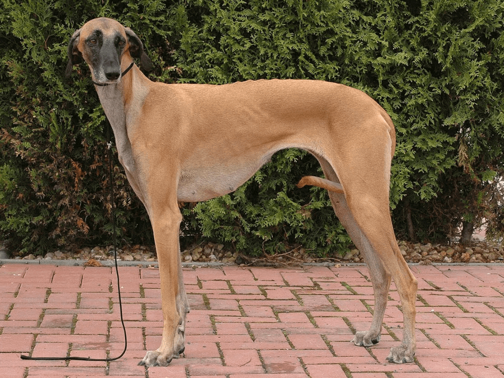 Sloughi Puppy