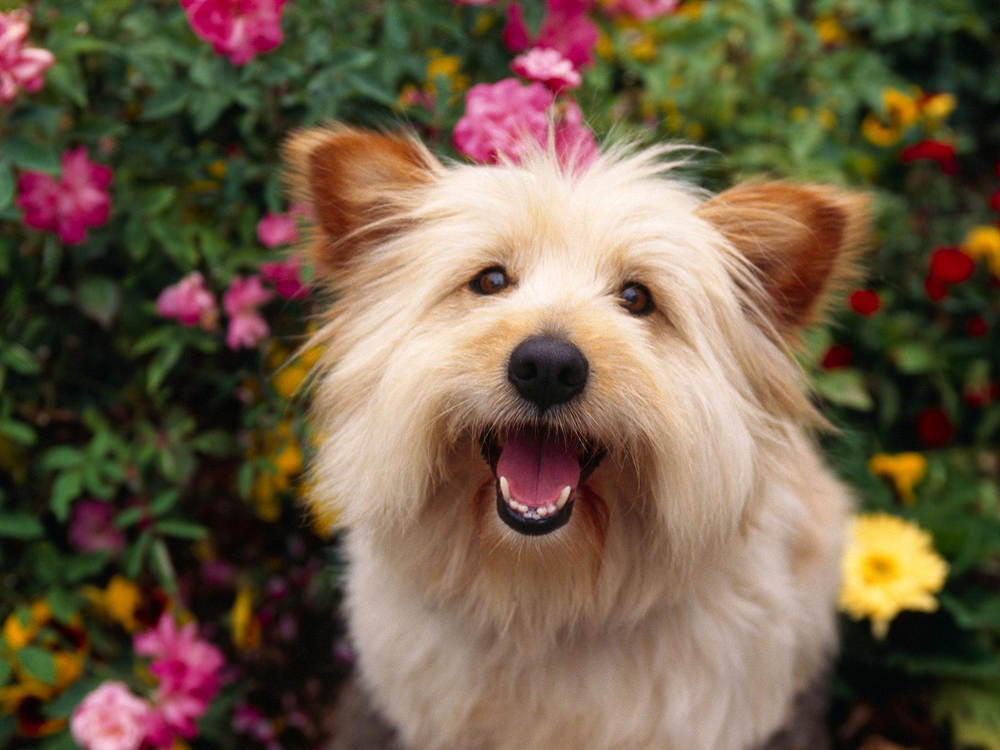 Cairn Terrier Puppy