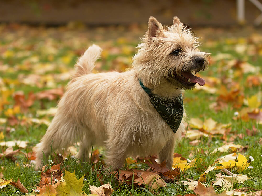 Cairn Terrier in the UK