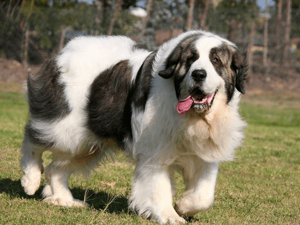 Pyrenean Mastiff
