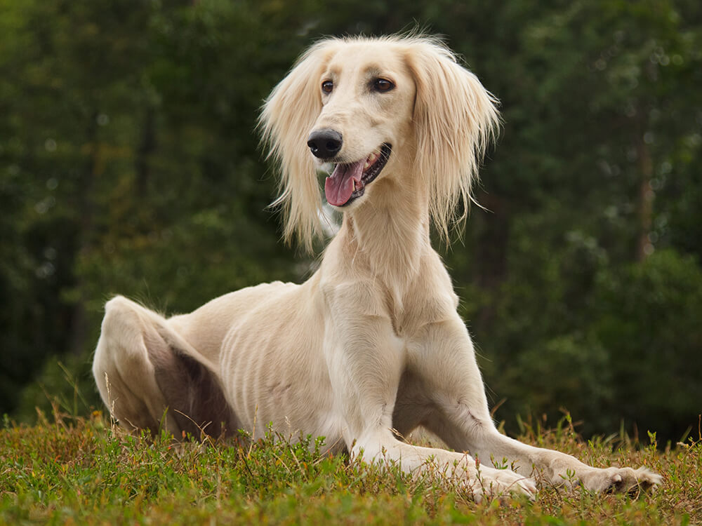 Saluki in the UK