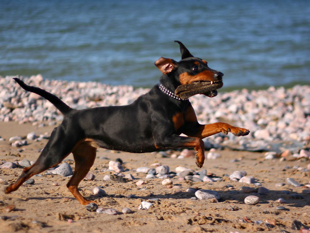 Pinscher
