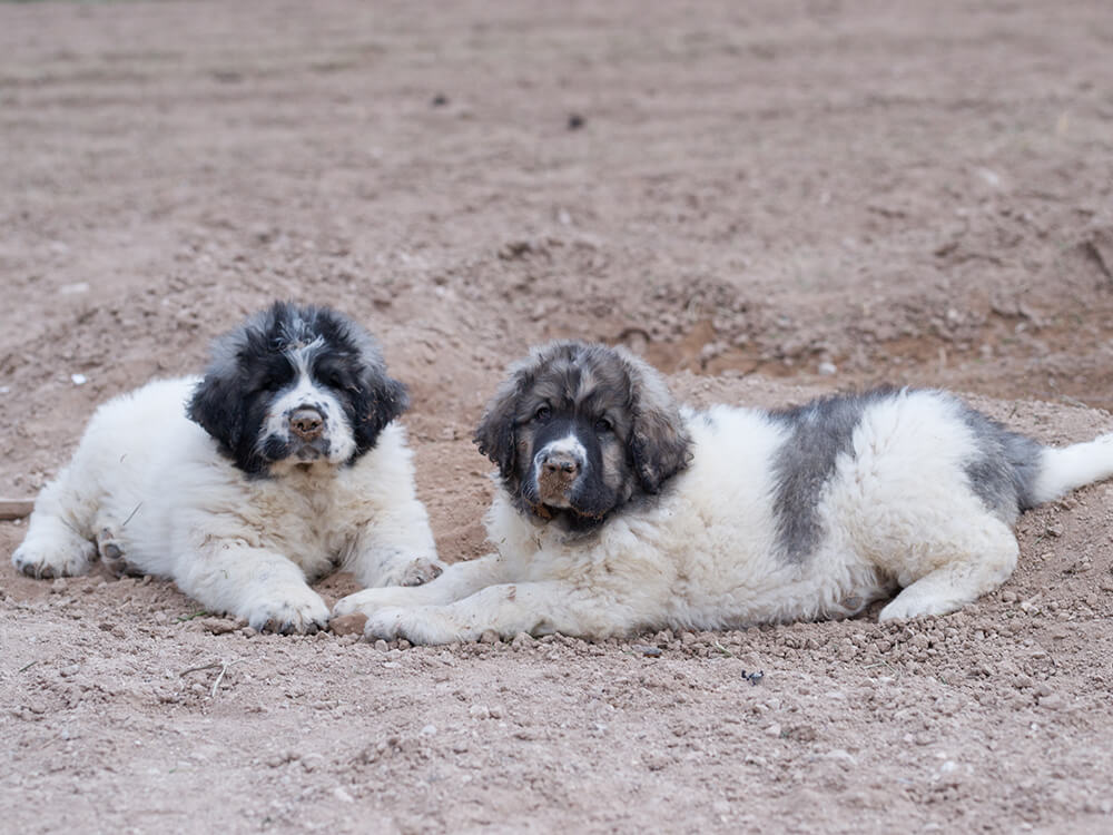 Pyrenean Mastiffs in the UK