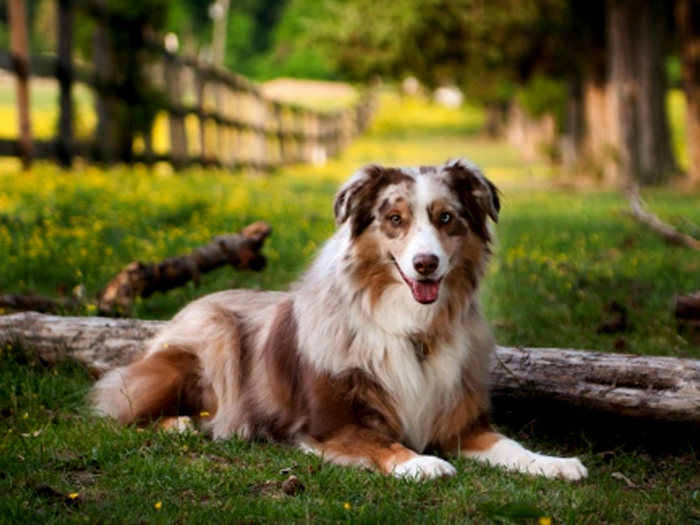 Australian Shepherds in the UK