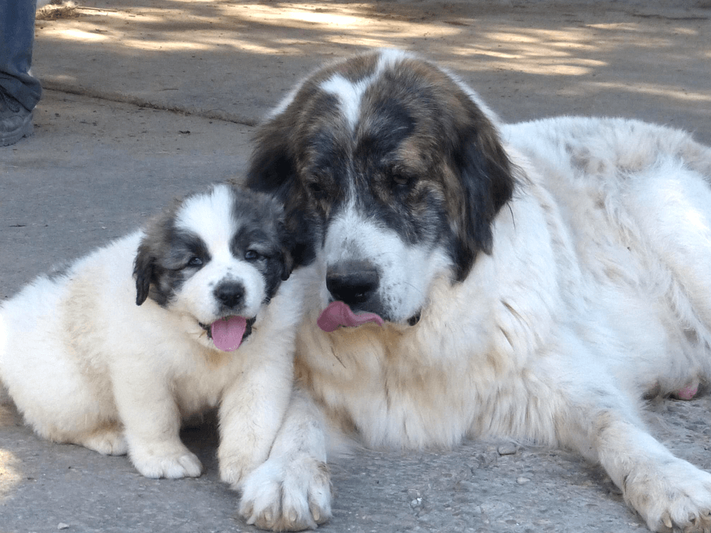 Pyrenean Mastiff in the UK