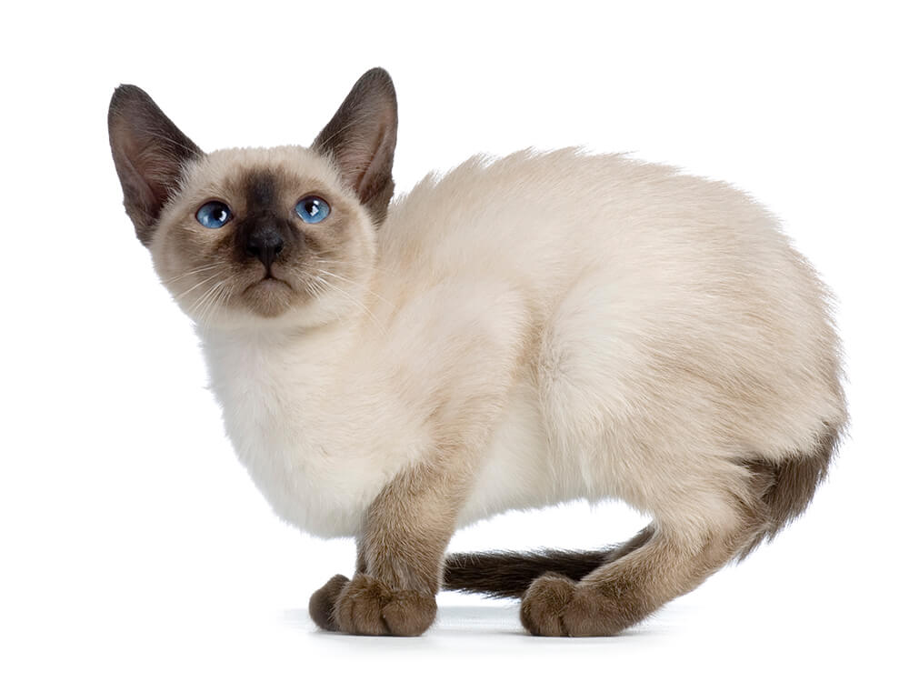 Siamese Kitten