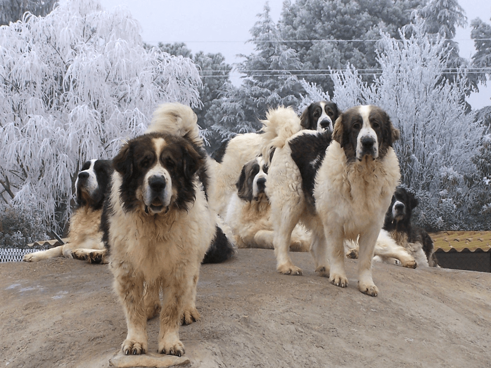 Pyrenean Mastiff in Great Britain