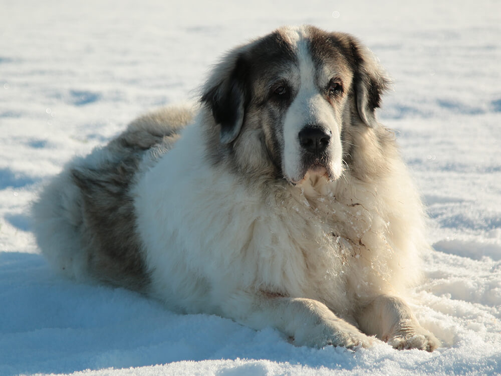 Pyrenean Mastiff Puppy