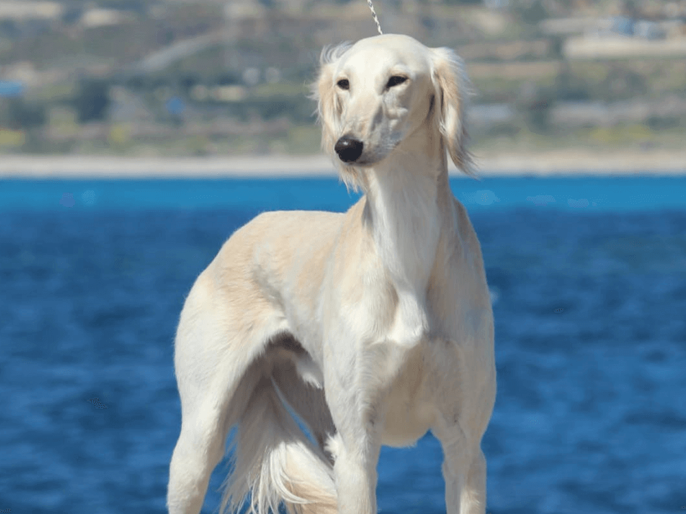 Saluki Puppy