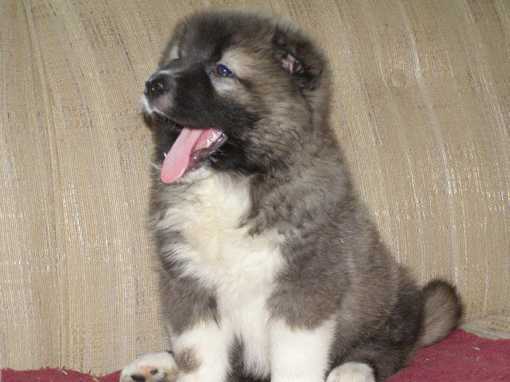 Caucasian Shepherd Dog Dogs
