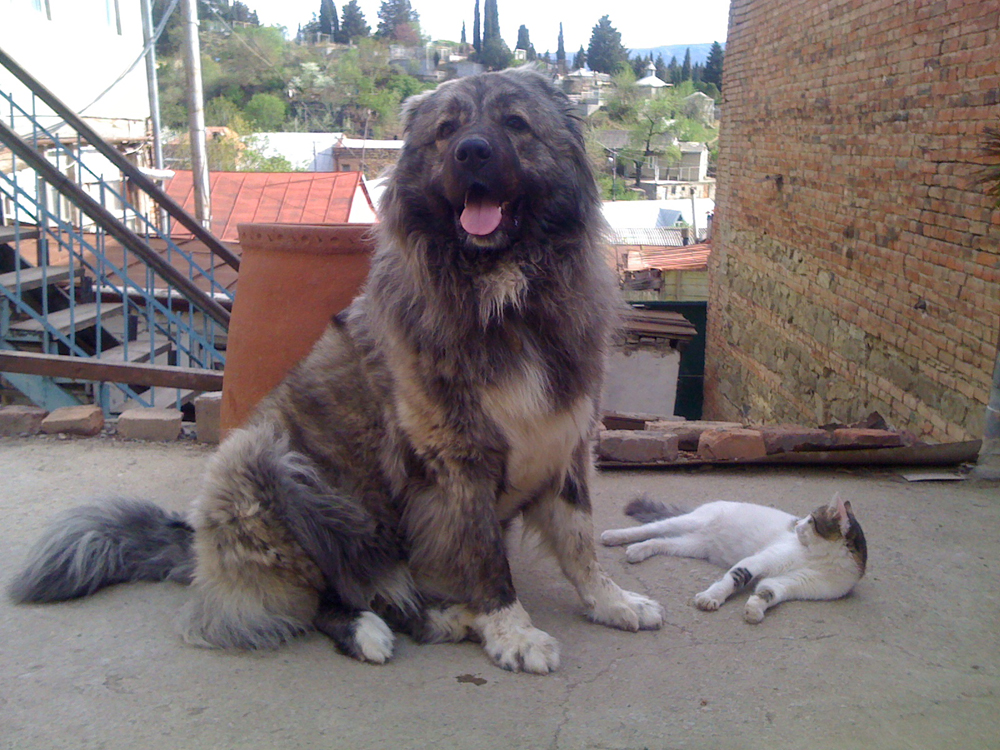 Caucasian Shepherd Dogs in the UK