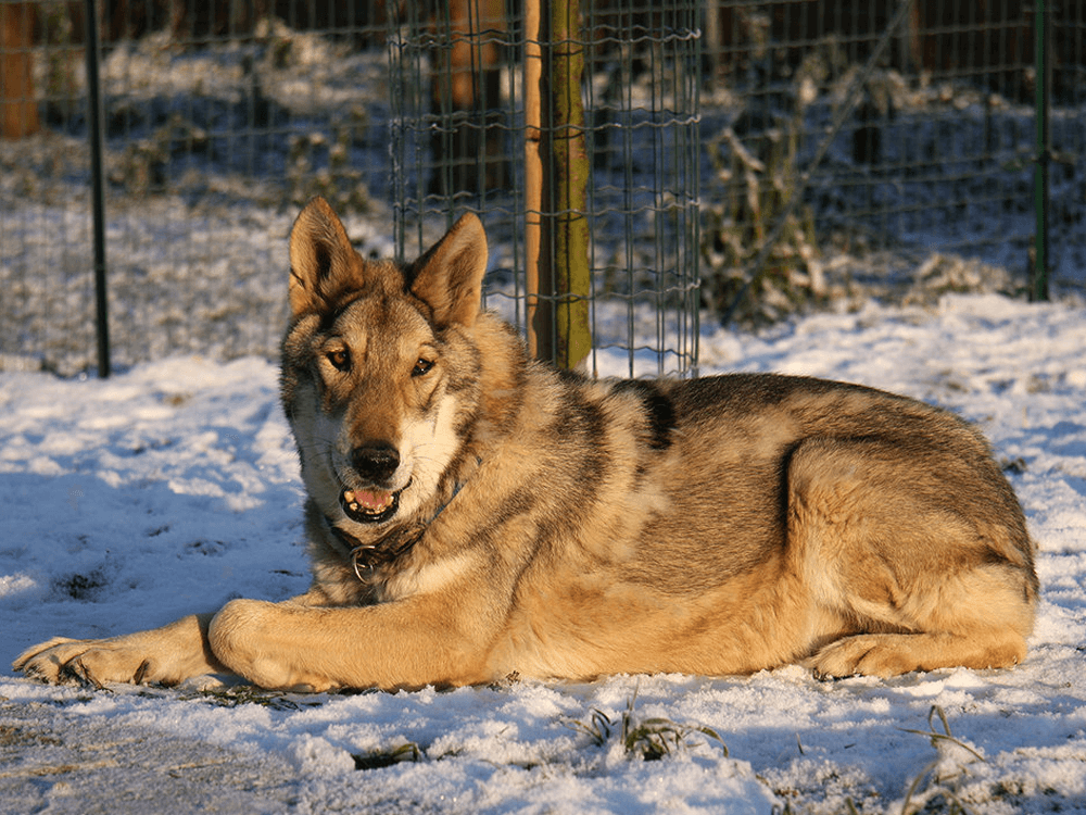Saarloos Wolfdog in Great Britain