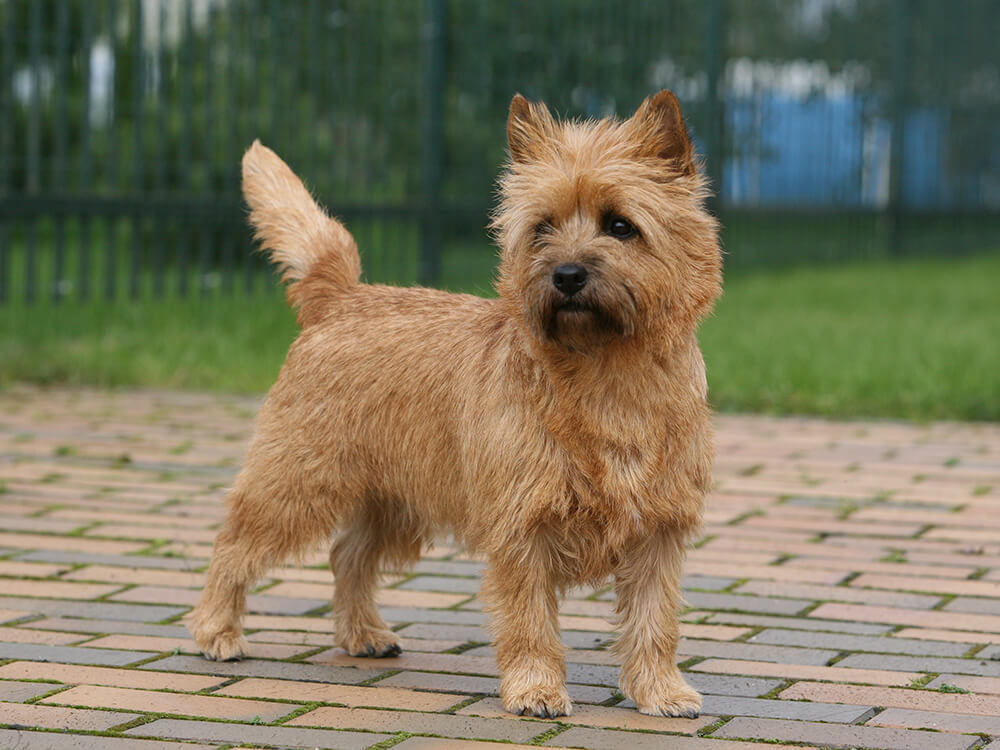 Cairn Terrier Dogs