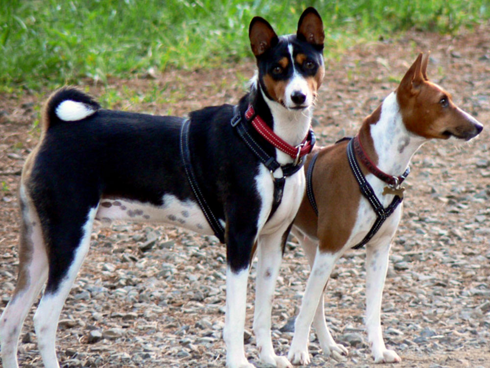 Basenji in Great Britain