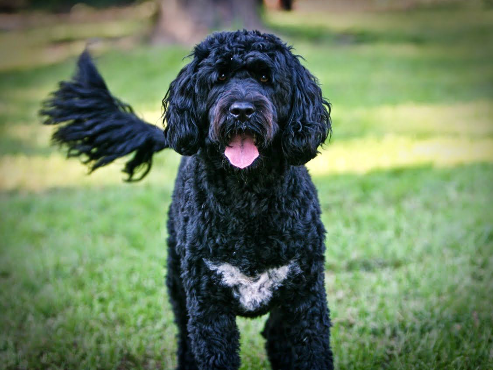 Portuguese Water Dog