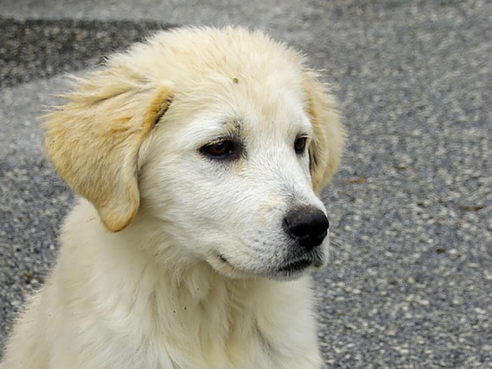 Maremma Sheepdog Puppy