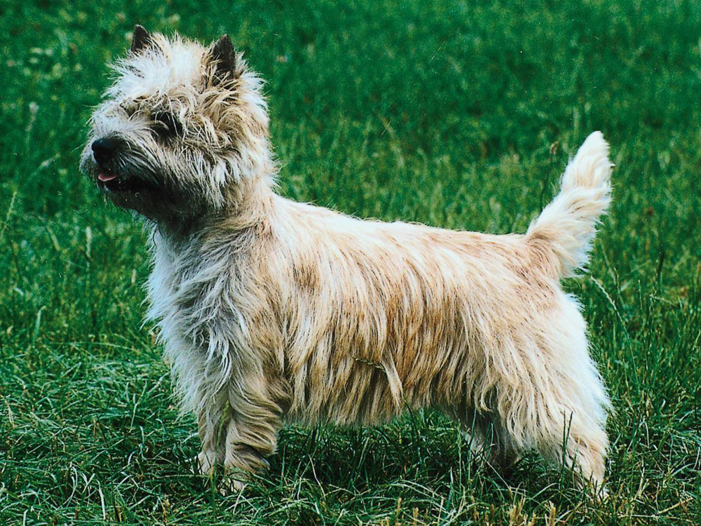 Cairn Terrier