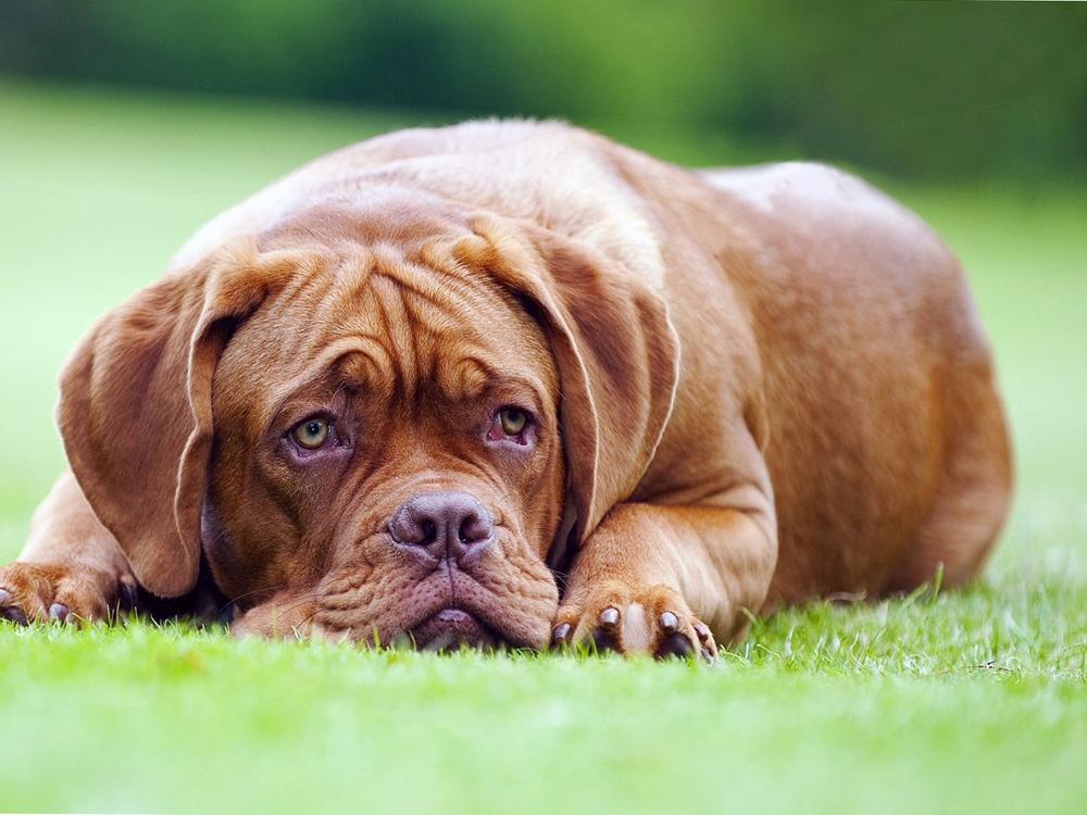 Dogue De Bordeaux