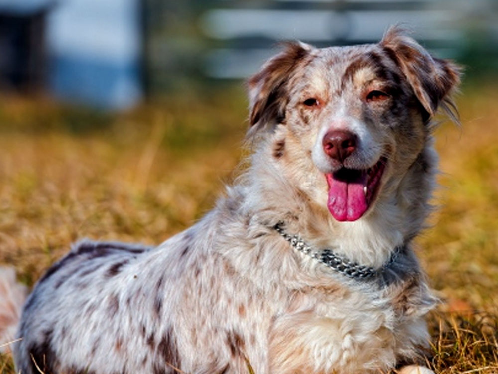 Australian Shepherd in the UK
