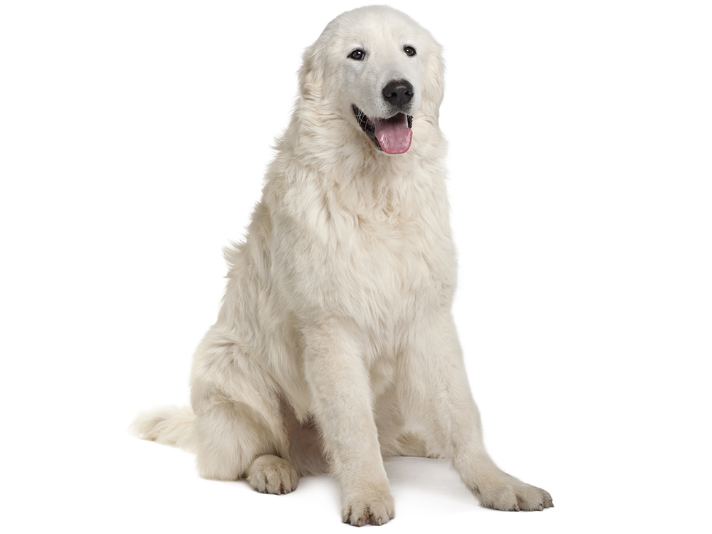 Maremma Sheepdog Dog