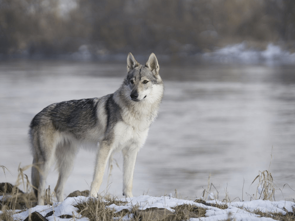 Saarloos Wolfdogs in the UK