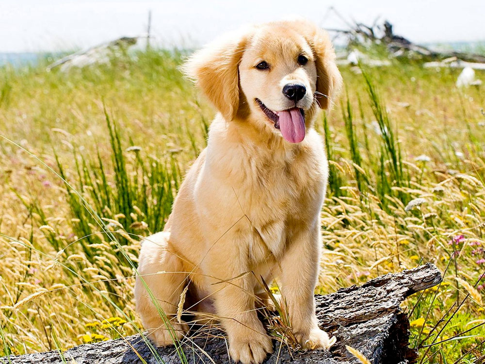 Golden Retriever Breed Information UK Pets