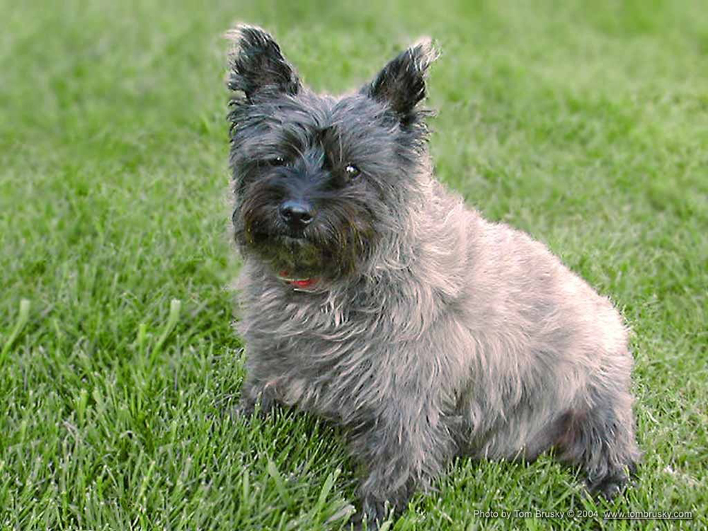 Cairn Terrier in Great Britain