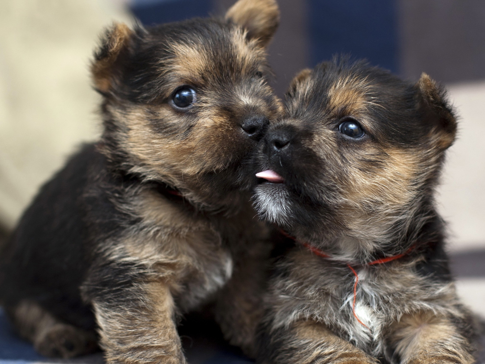 Cairn Terrier