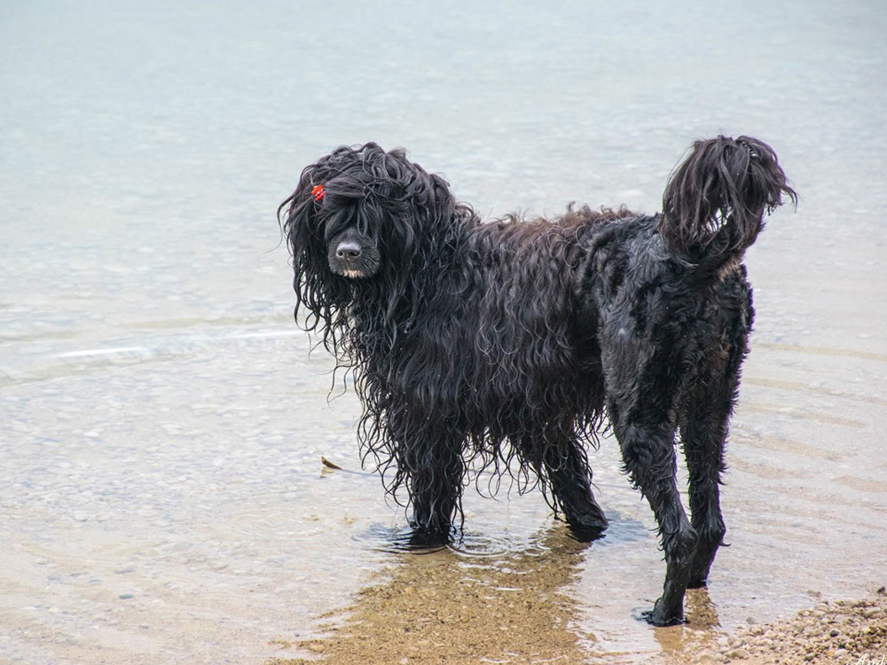 Portuguese Water Dog in Great Britain