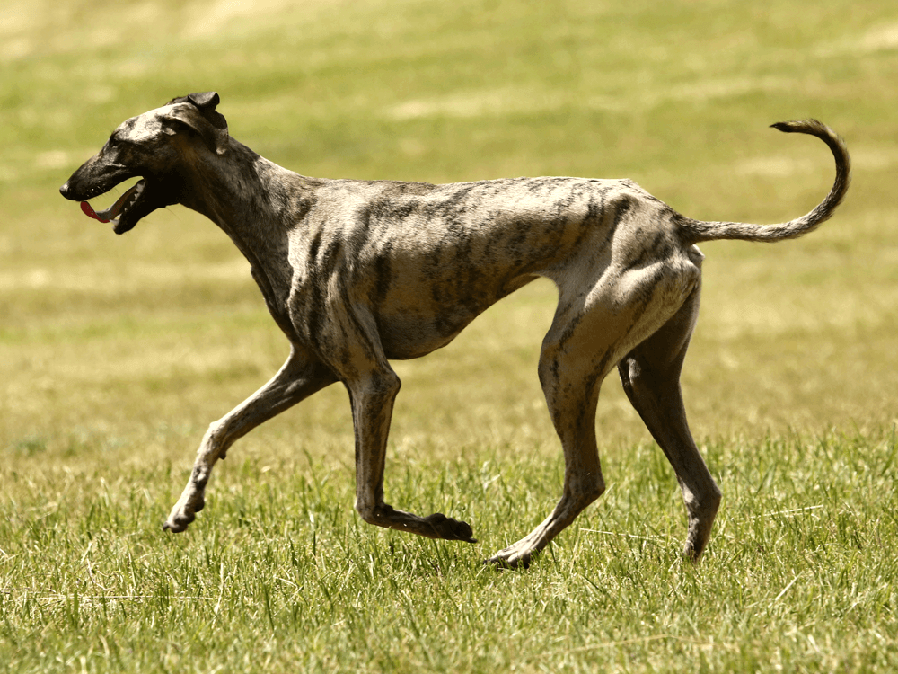 Sloughi Puppies