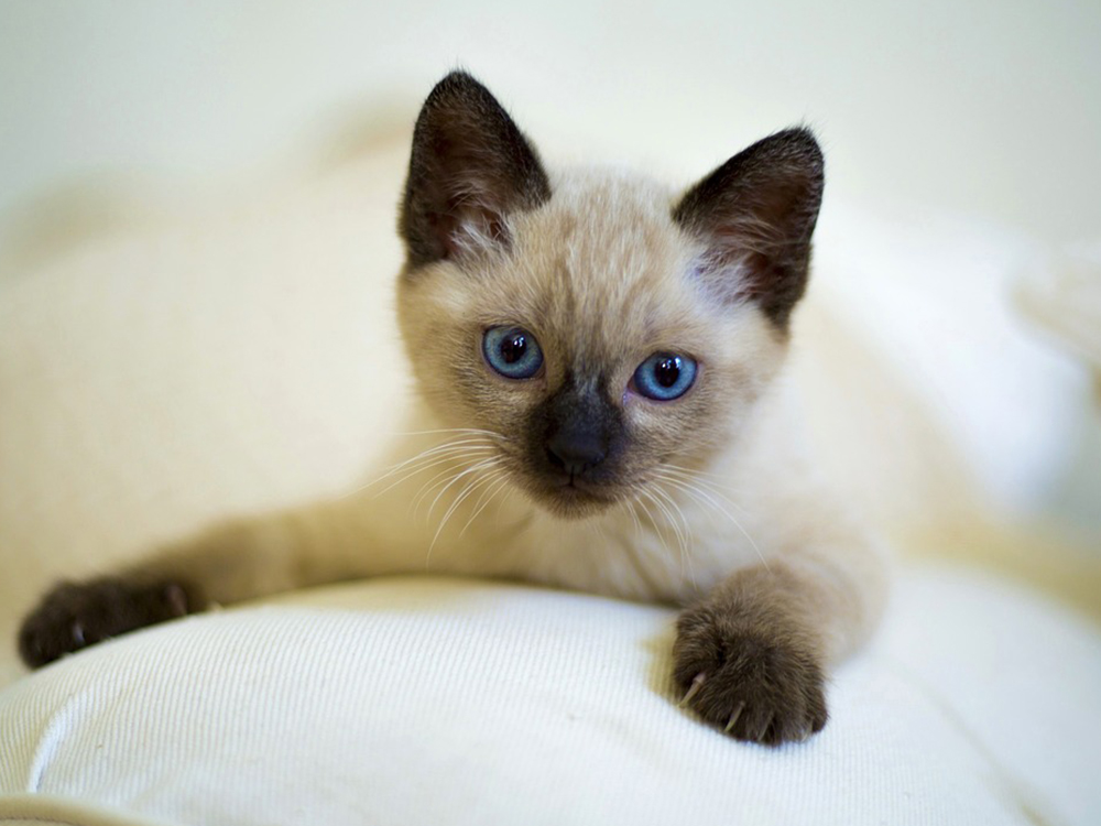Siamese in Great Britain