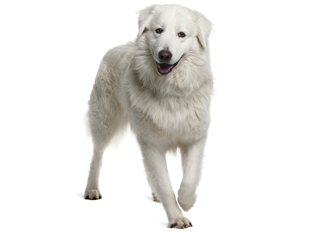 Maremma Sheepdog