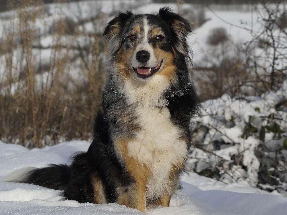 Australian Shepherd Dogs