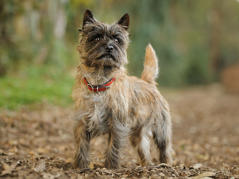 Cairn Terriers in the UK