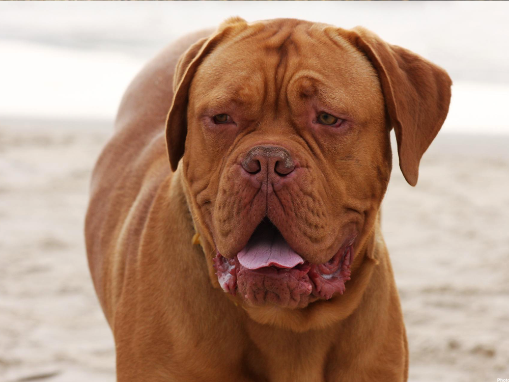 Dogue De Bordeaux Puppy