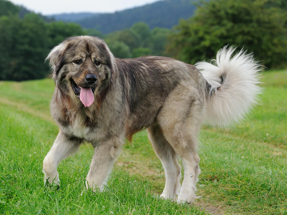 Caucasian Shepherd Dog