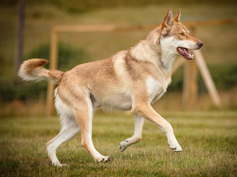 Saarloos Wolfdog Dog