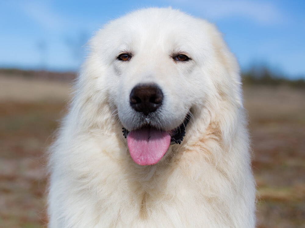 Maremma Sheepdog in the UK
