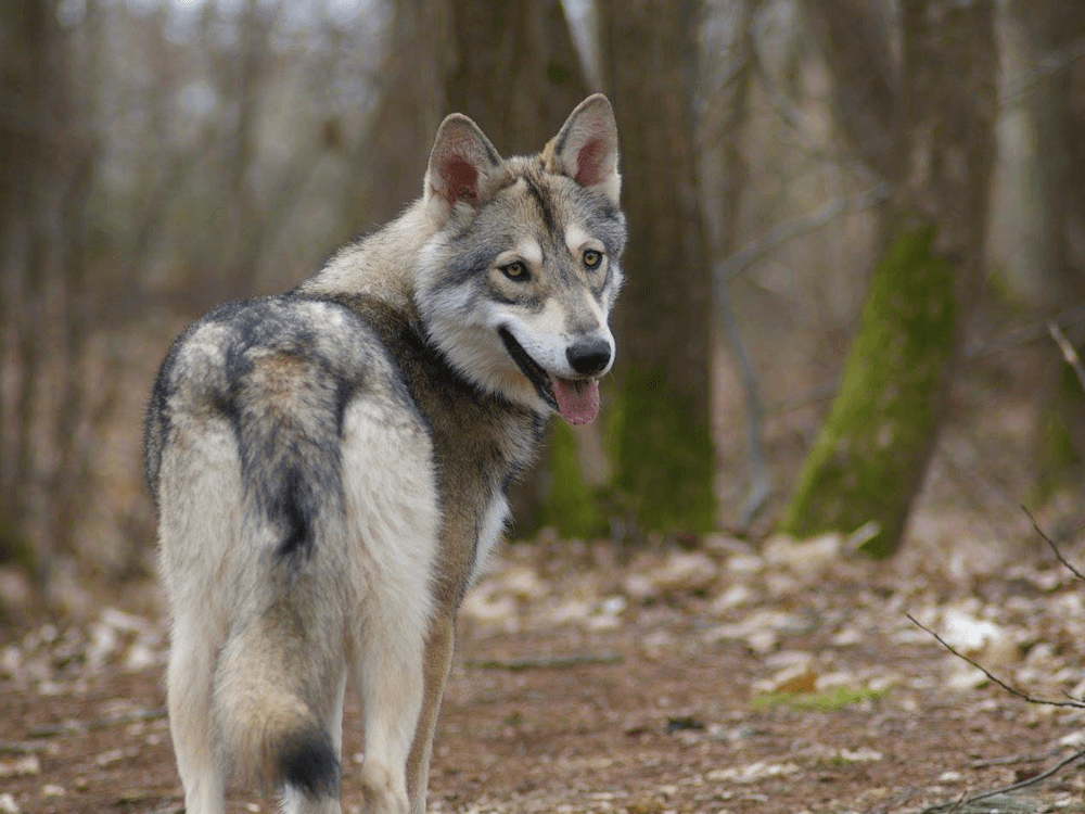 Saarloos Wolfdog Puppies