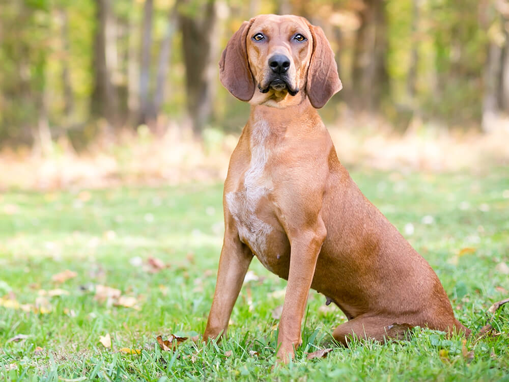 Coonhound Dogs