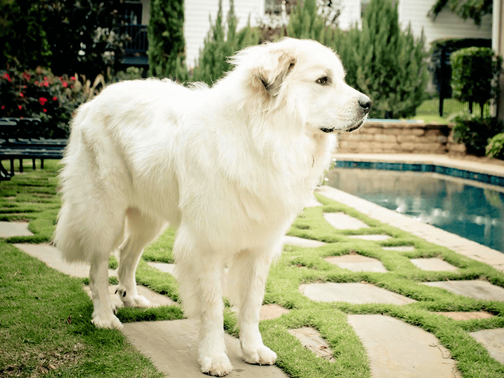 Pyrenean Mountain Dog in Great Britain