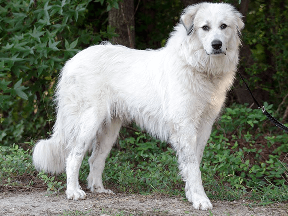 Pyrenean Mountain Dog