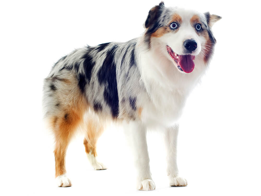 Australian Shepherd